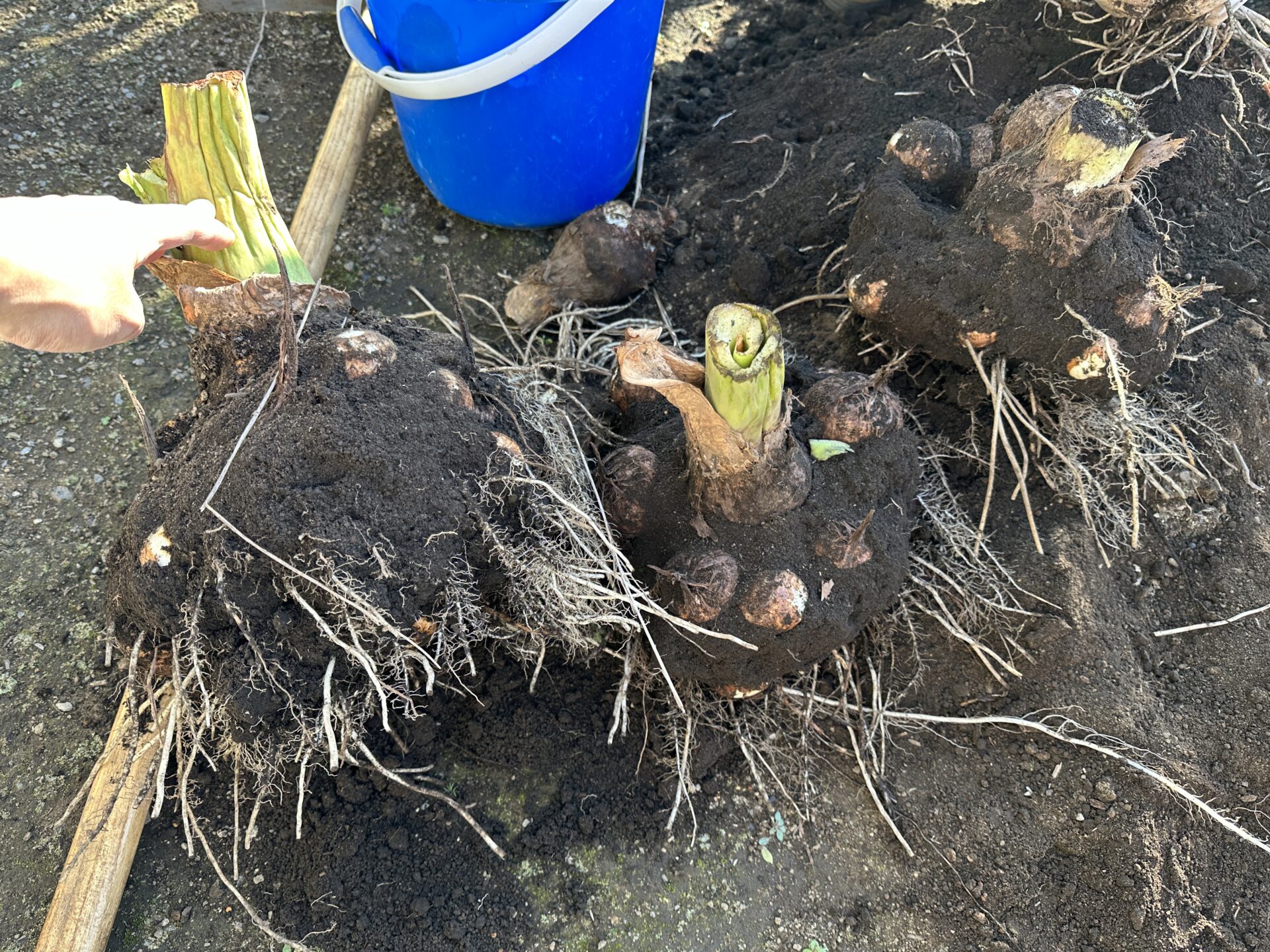 掘り起こした里芋の塊